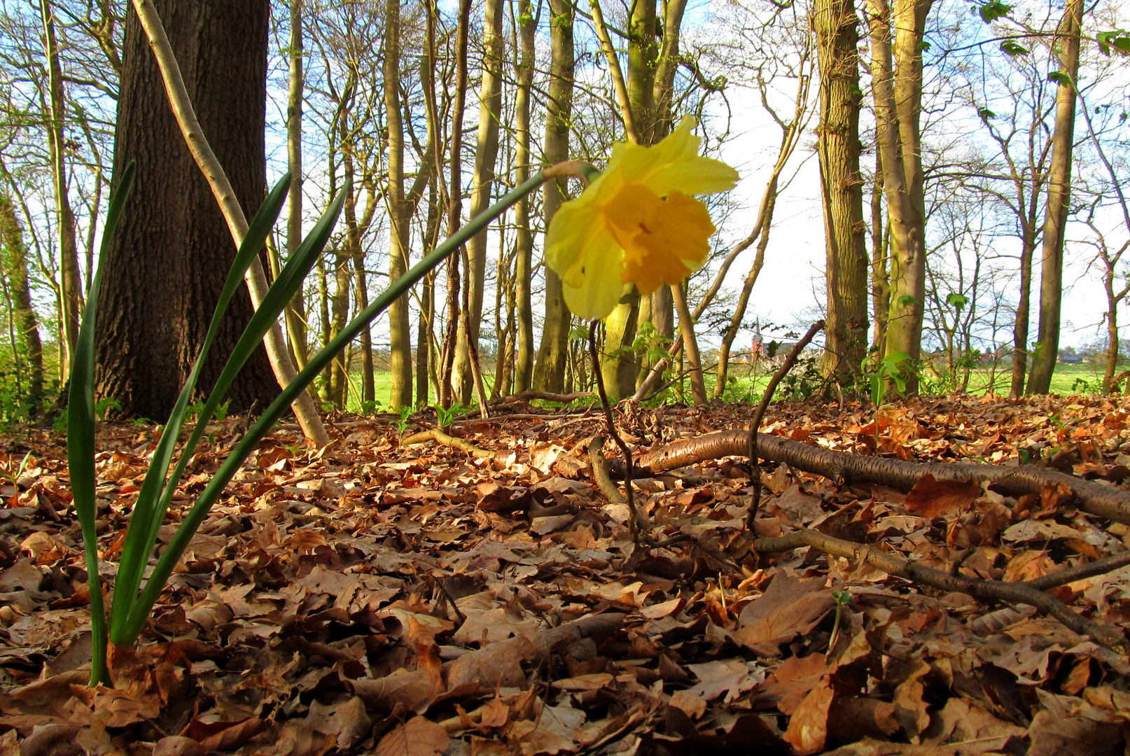 alleine im Wald ....