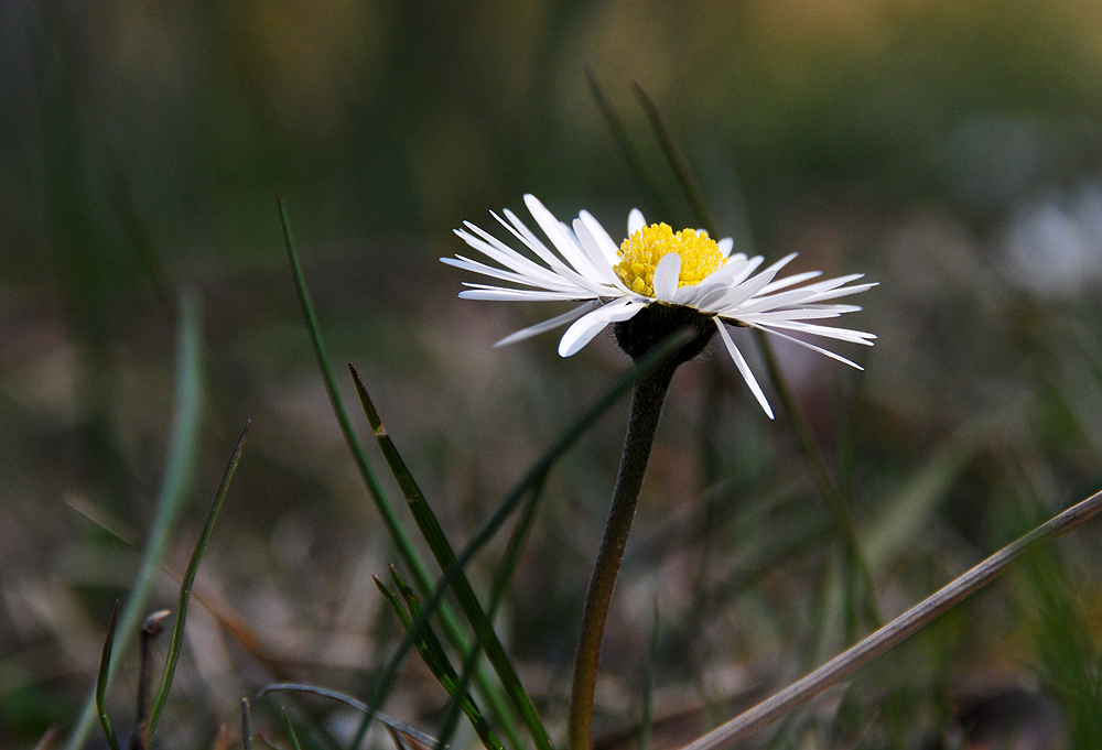 alleine im Wald