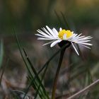 alleine im Wald