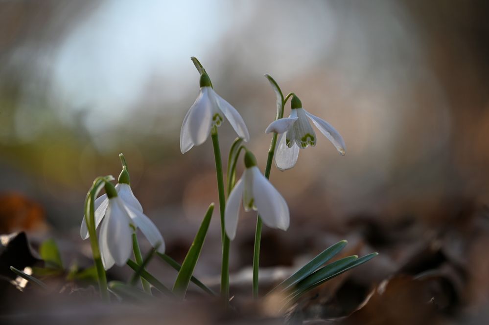 alleine im Wald