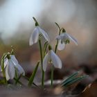 alleine im Wald