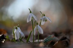 alleine im Wald