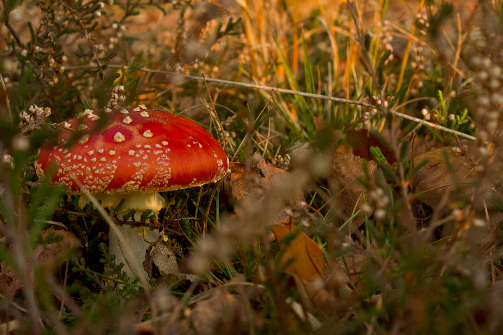 Alleine im Wald beim Sonnenuntergang