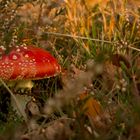 Alleine im Wald beim Sonnenuntergang