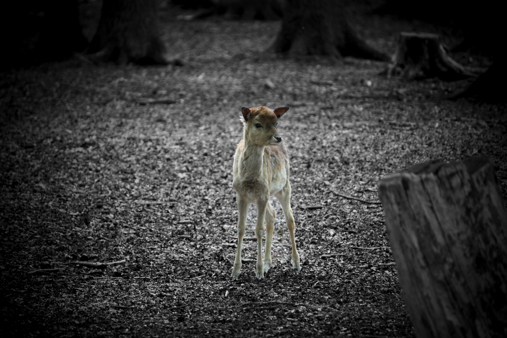 Alleine im Wald