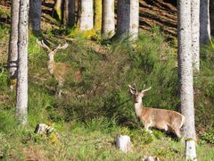 Alleine im Wald macht kein Spass