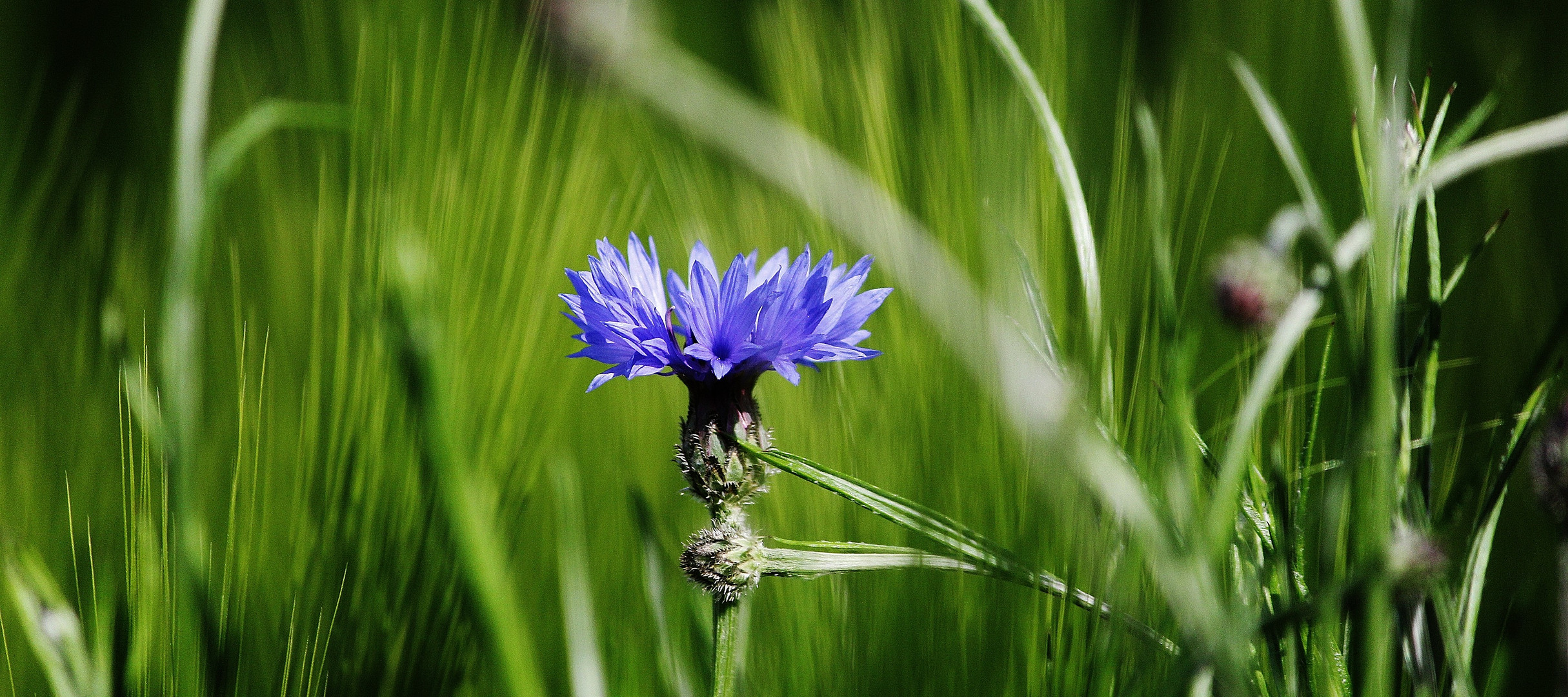 Alleine im Weizenfeld