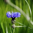 Alleine im Weizenfeld