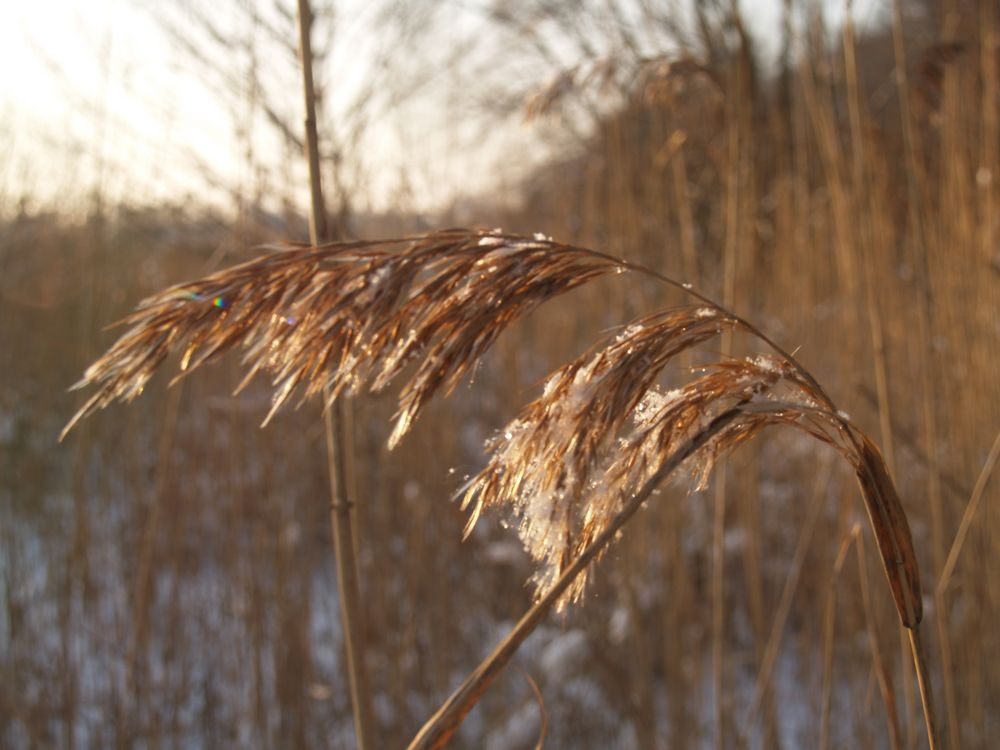 alleine im Winter