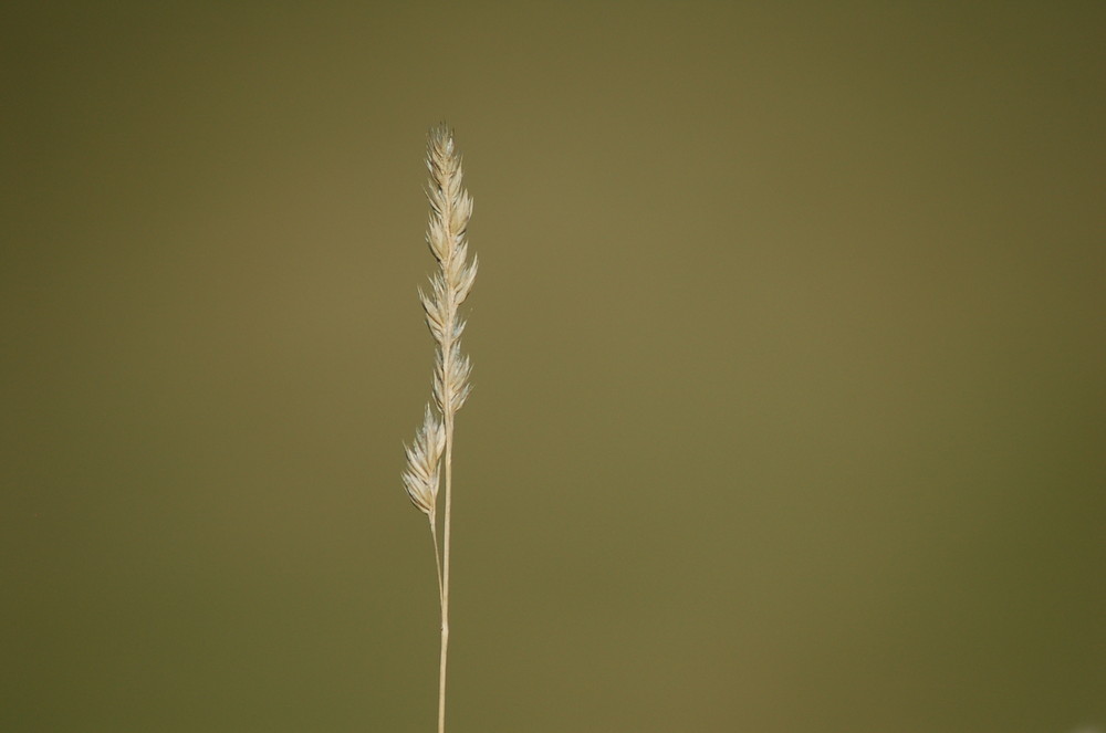 Alleine in der Wiese