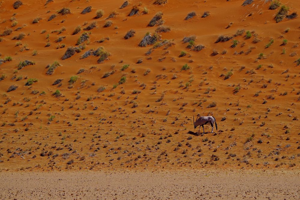 alleine in der Wüste