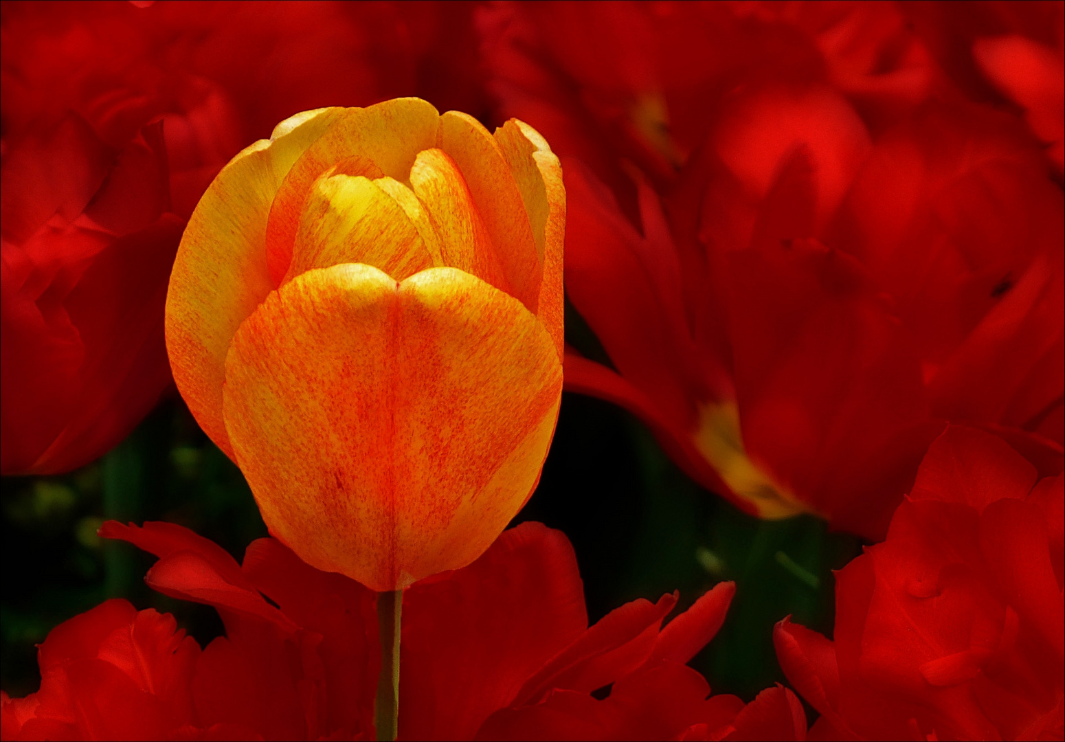 Alleine inmitten roter Tulpen