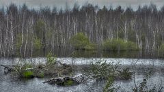 Alleine (mit einigen Mücken) unterwegs im Moor