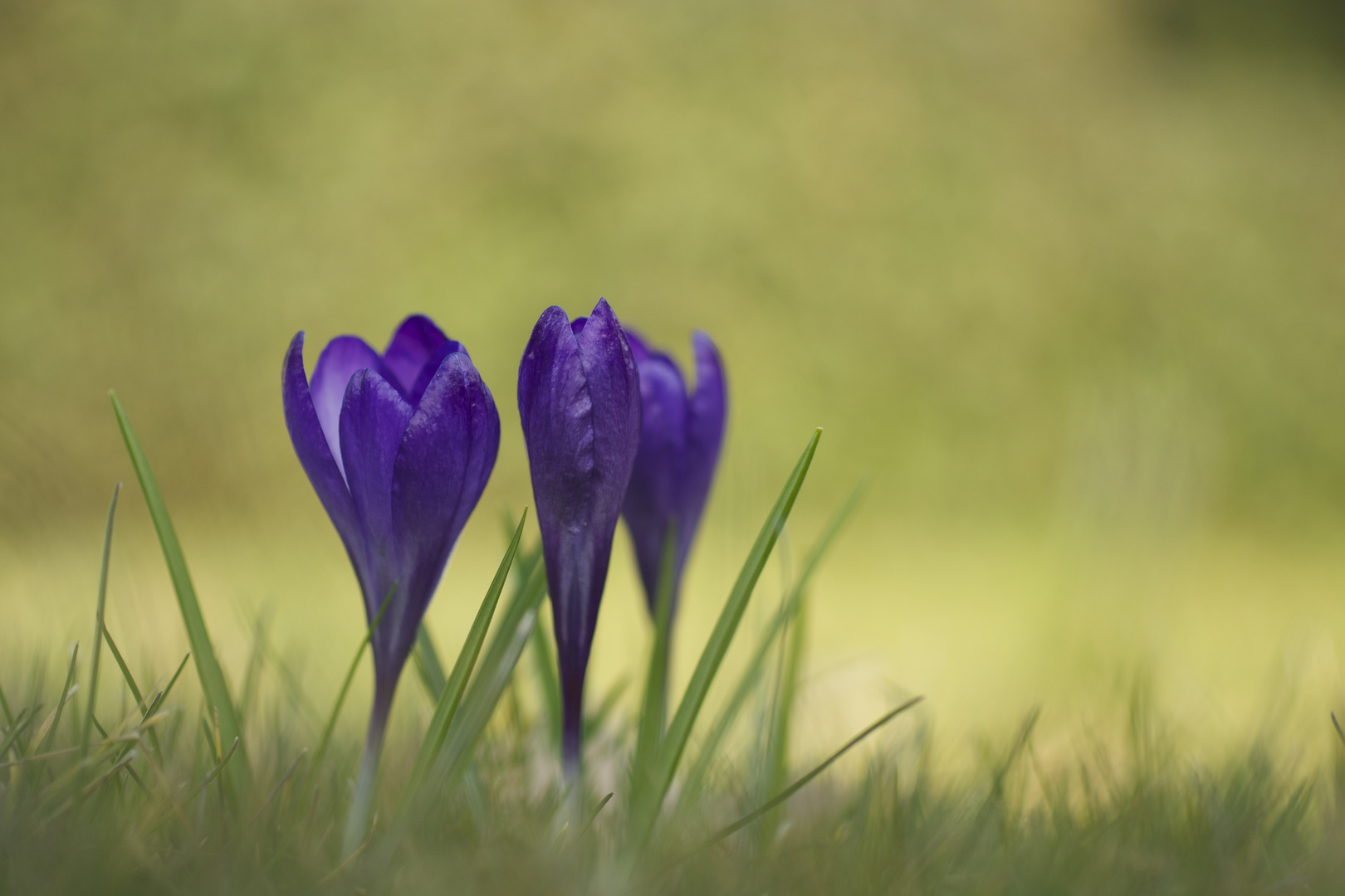 Alleine standen sie auf der Wiese................