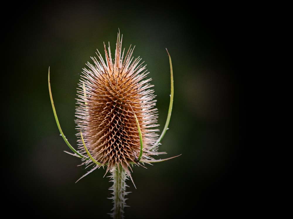 alleine und stachelig