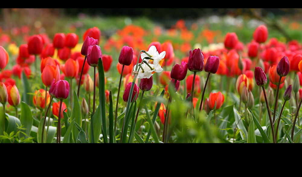 Alleine unter Tulpen