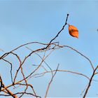 Alleine zurückgelassen - Herbst