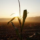 Alleingelassen im Morgennebel