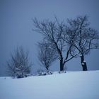 Alleinstehende Bäume auf der Wiese