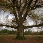 Alleinstehender Baum