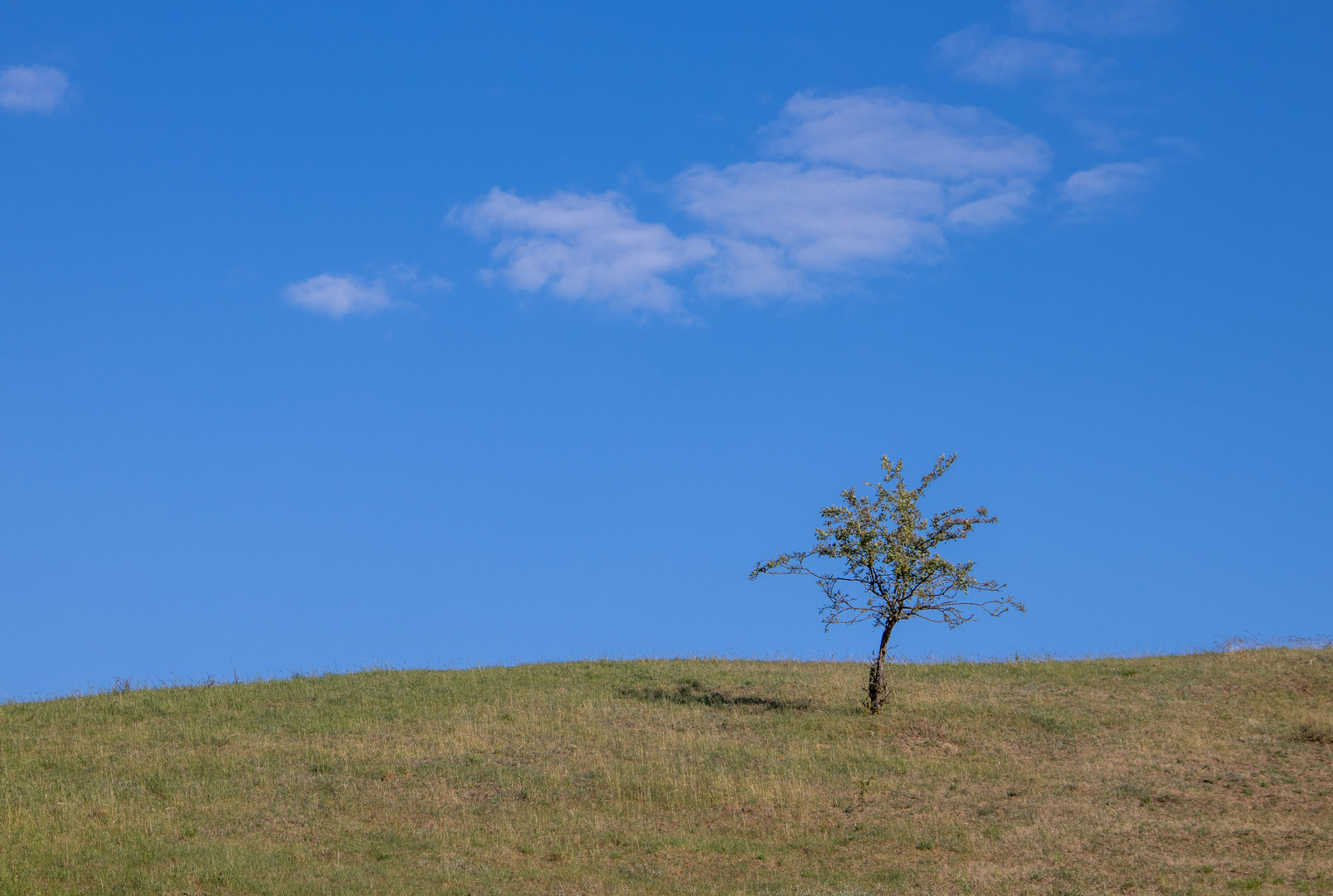 alleinstehender Baum 