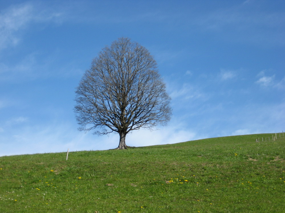 Alleinstehender Baum