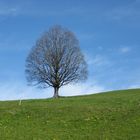 Alleinstehender Baum