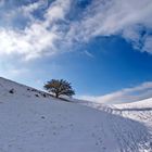 Alleinstehender Baum