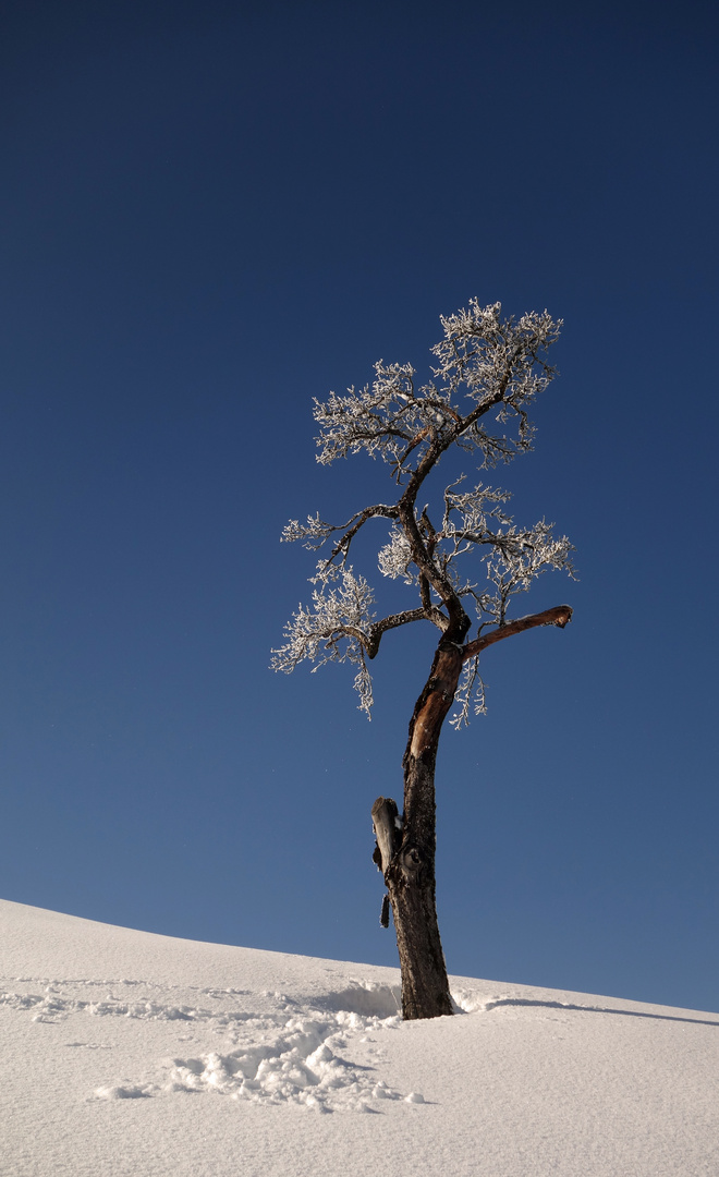 Alleinstehender Baum mit Raureif