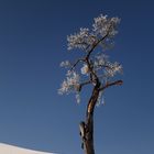 Alleinstehender Baum mit Raureif