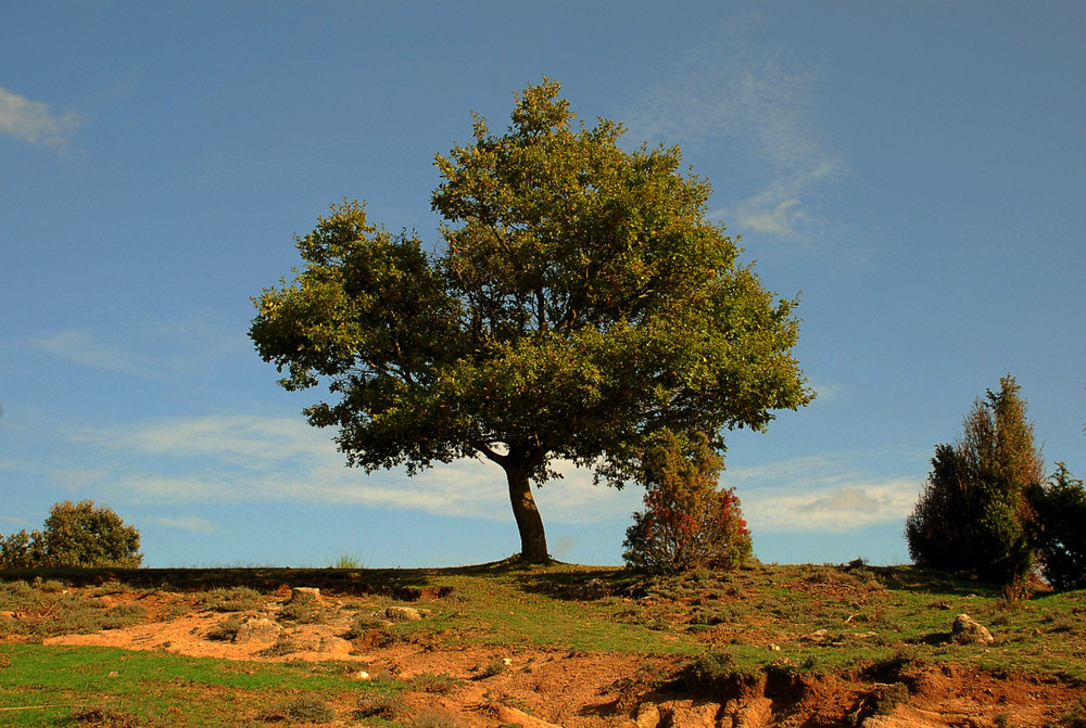 Alleinstehender Baum # Un árbol solitario