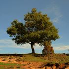 Alleinstehender Baum # Un árbol solitario