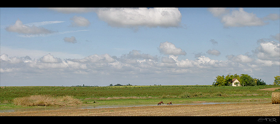 alleinstehender hof in der puszta