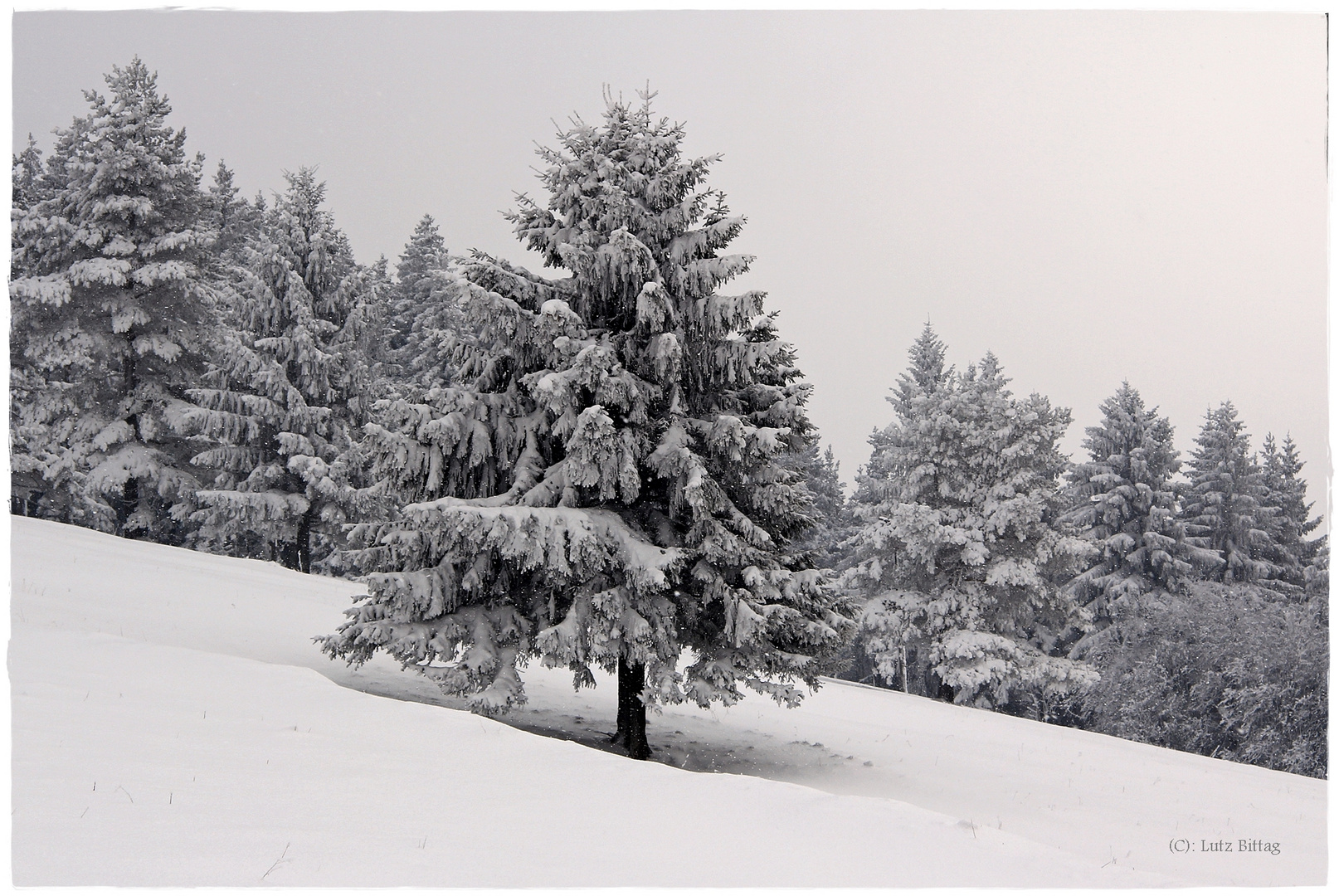 Alleinstehender Tannenbaum sucht ...