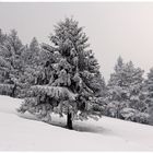 Alleinstehender Tannenbaum sucht ...