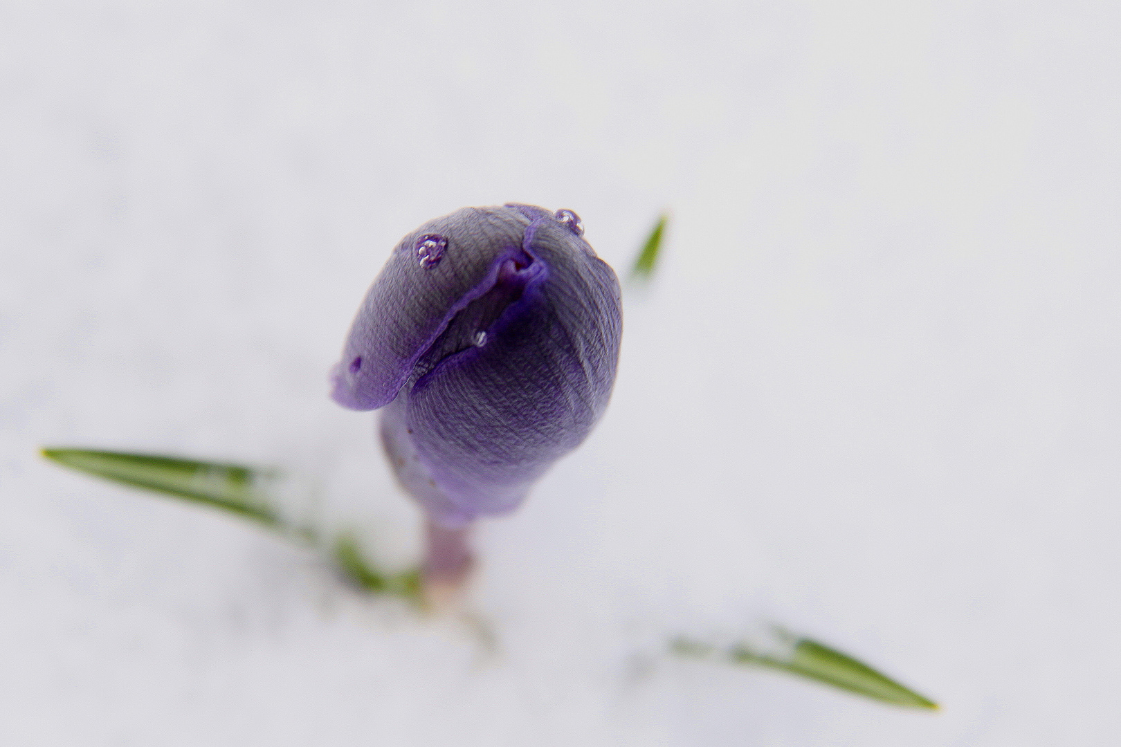 ..allem Schnee zum Trotz