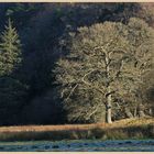 allen banks in winter 13