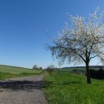 Allen, die vorbeischauen, wünsche ich ein frohes Osterfest