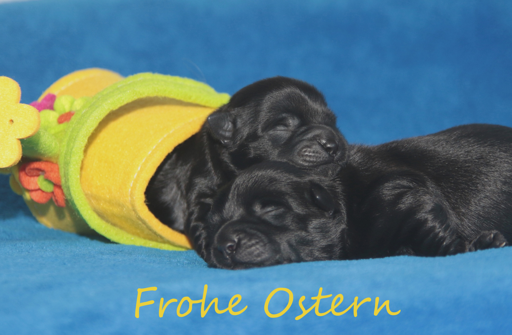 Allen ein frohes Osterfest.....