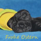 Allen ein frohes Osterfest.....