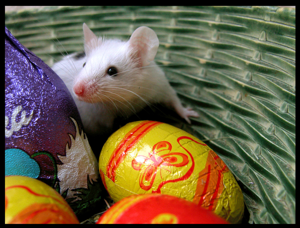 Allen eín frohes Ostern