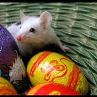 Allen eín frohes Ostern