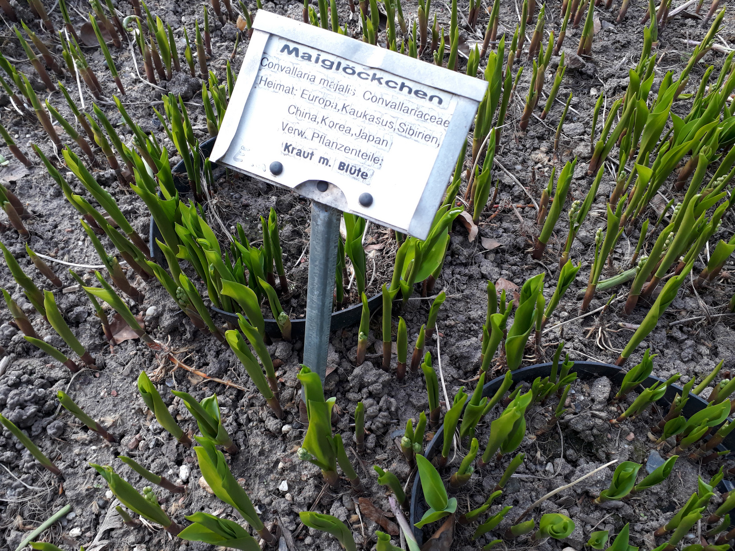 Allen einen schönen 1. Mai !!