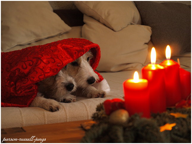 Allen fc´s einen schönen 3 Advent Foto Bild tiere