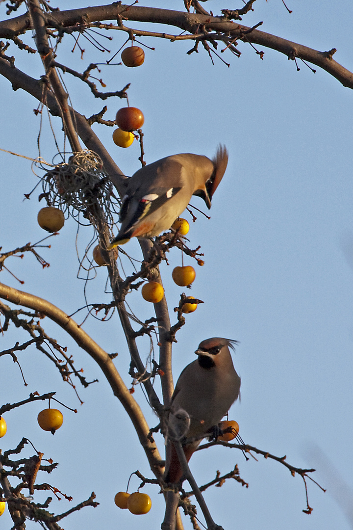 Allen Foto- und Naturfreunden eine besinnliches und frohes Weihnachtsfest