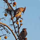 Allen Foto- und Naturfreunden eine besinnliches und frohes Weihnachtsfest