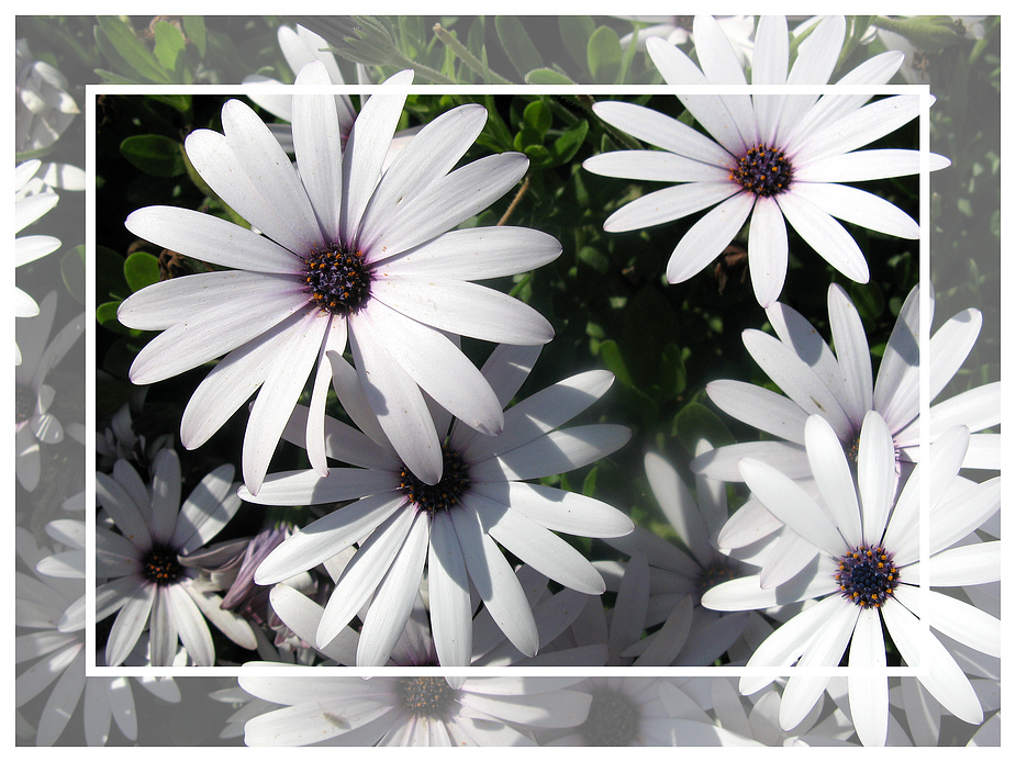 Allen Müttern zum Muttertag (Kapmargeriten / Osteospermum)