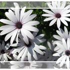 Allen Müttern zum Muttertag (Kapmargeriten / Osteospermum)