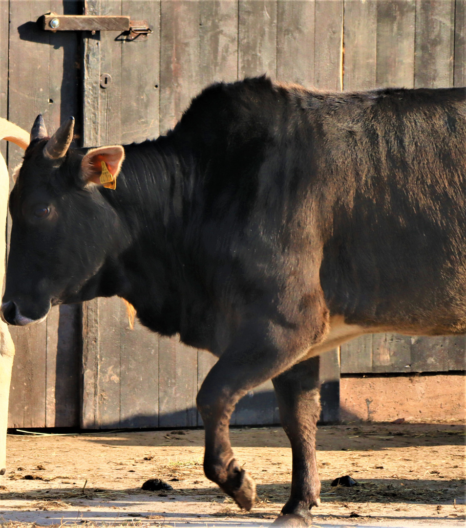 allen Voran die ausgewachsenen Tiere 