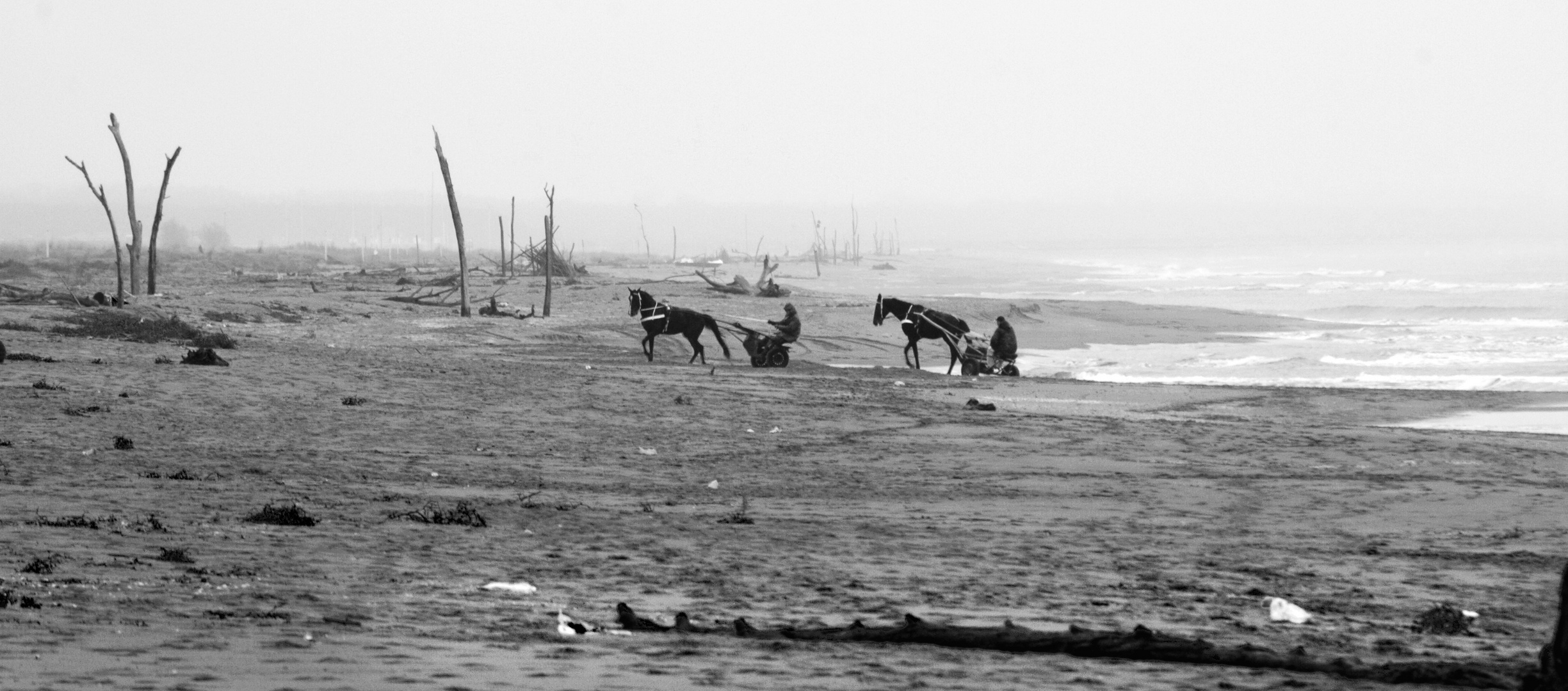 Allenamento cavalli sulla spiaggia